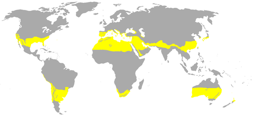Verdenskort der viser områder med subtropisk klima.