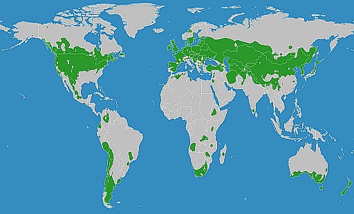 Verdenskort der viser områder med tempereret klima.